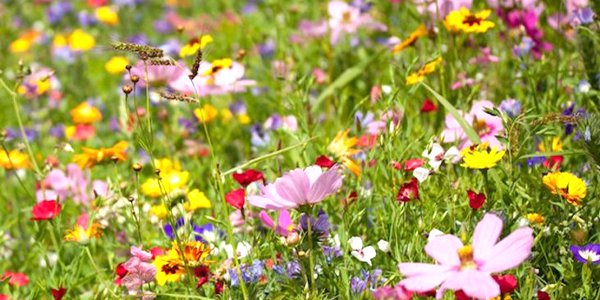 Virtual Spring Wildflower Pilgrimage 1.png