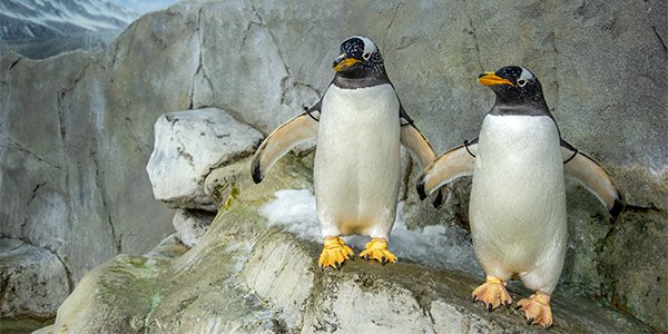 Gentoo Penguins 1.png
