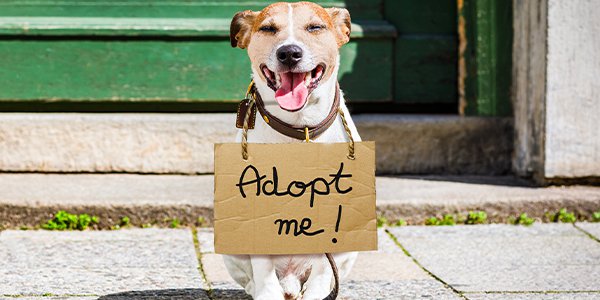pet adoption 1.png