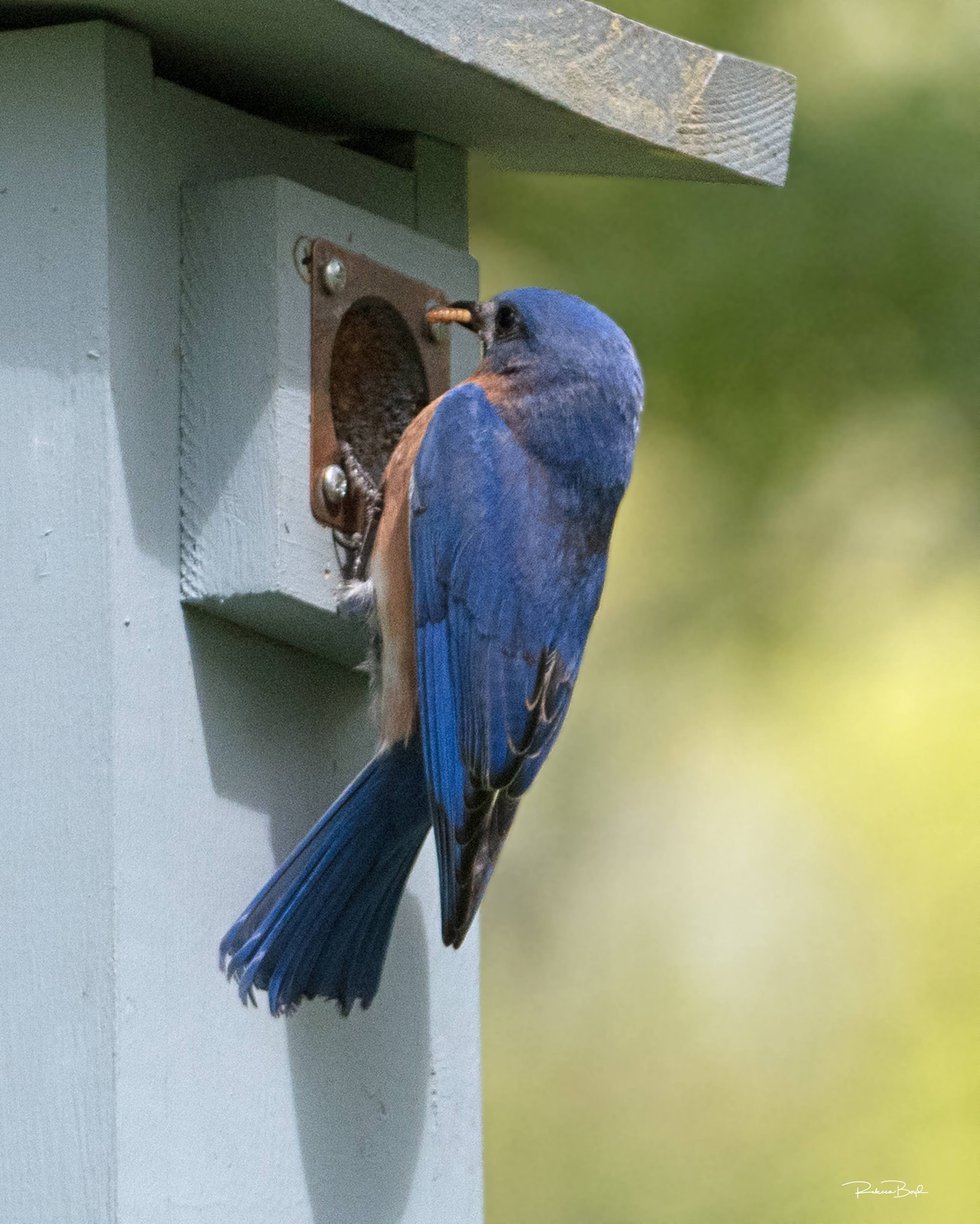 Bluebird Feeding.jpeg