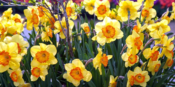 Daffodils 1.png