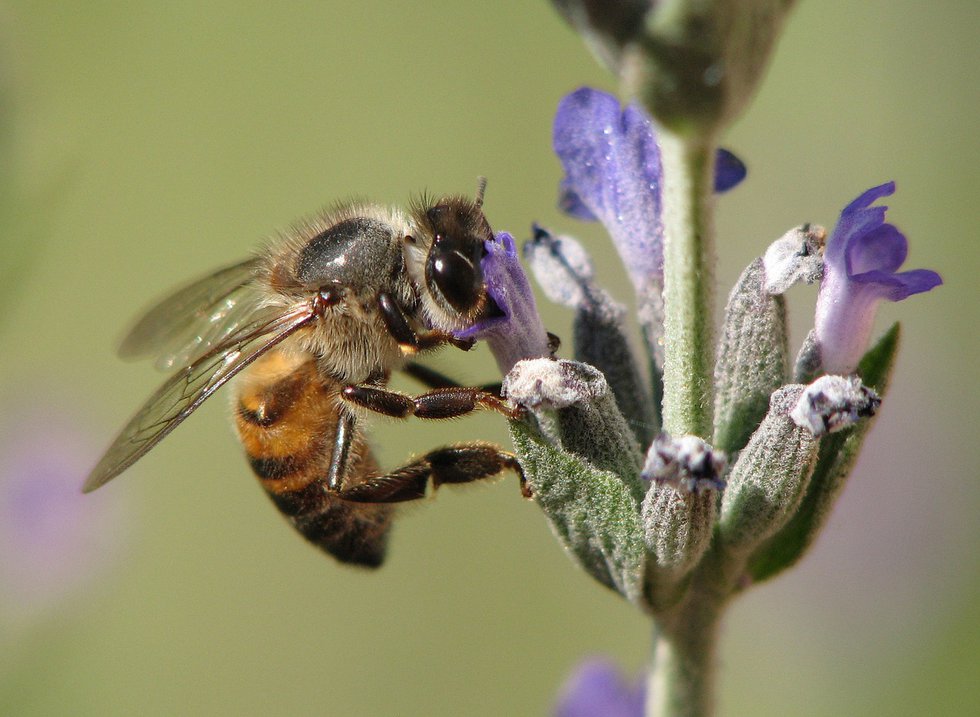 Honey-bee-on-flower.jpeg
