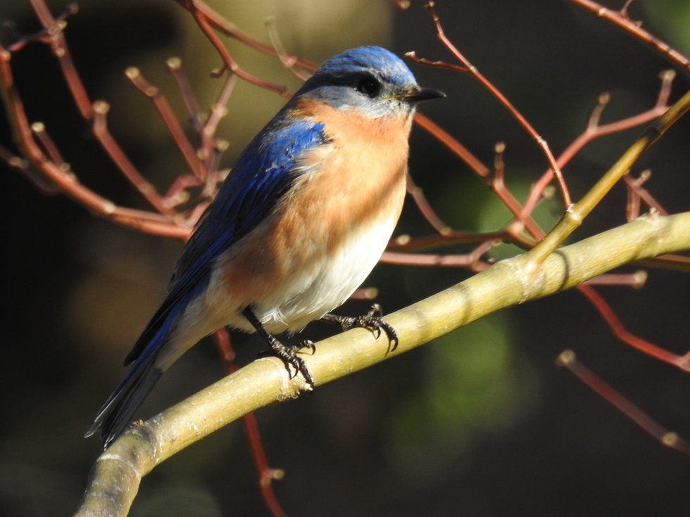 Bluebird in Tree_Brian McDonald-TSB.jpeg