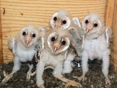 baby Barn Owl.png