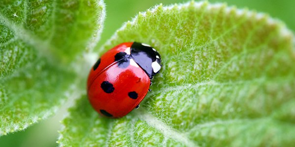 ladybug 1.png