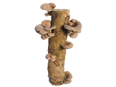 mushroom log.png