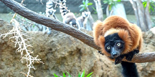 Red-Ruffed Lemurs.png