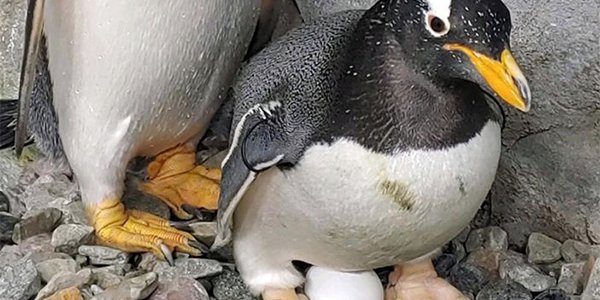 Penguin Nesting Update.png