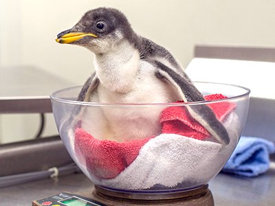 Penguin chick.png