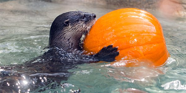 North American River Otter with pumpkin 1.png