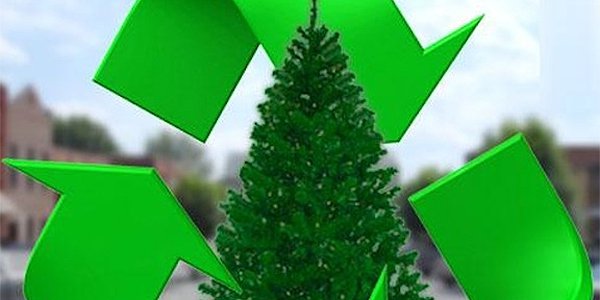 christmas-tree-recycling 1.png