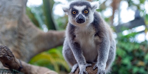 Ring-tailed Lemur 1.png