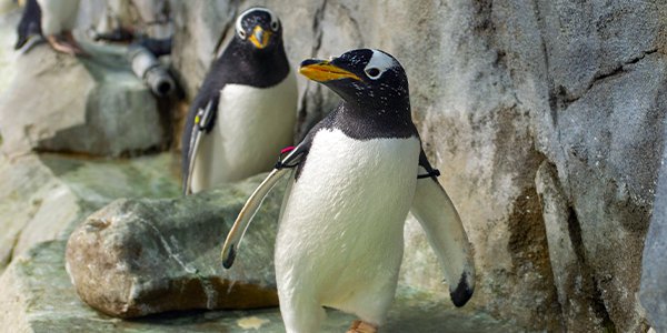 Gentoo Penguins in Penguins' Rock gallery 1.png