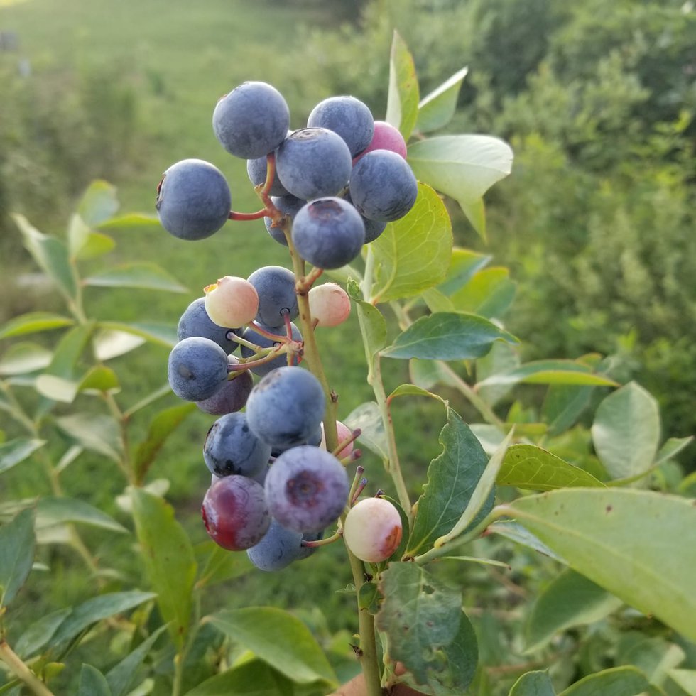blueberries 101.jpg