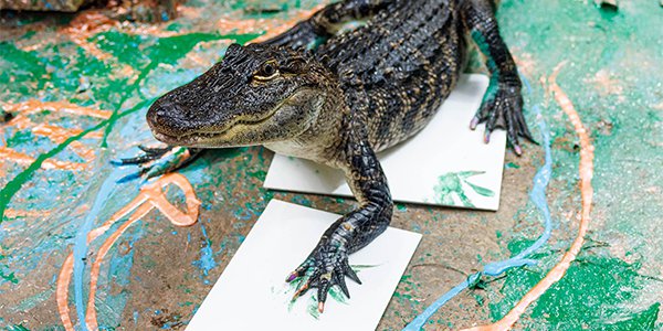 alligator artist 1.png