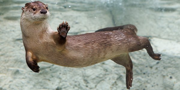 river otter 1.png