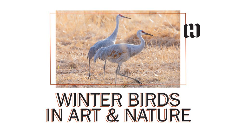 Jan_ Winter Birds_2024.jpg