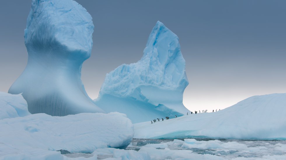 04_Antarctica-Photo-Select_Gentoo penguins on iceberg.jpg