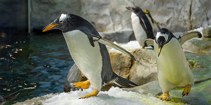 gentoo penguins 1.png