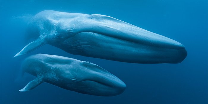 blue whales 1.png
