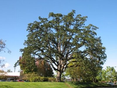 white oak.JPG
