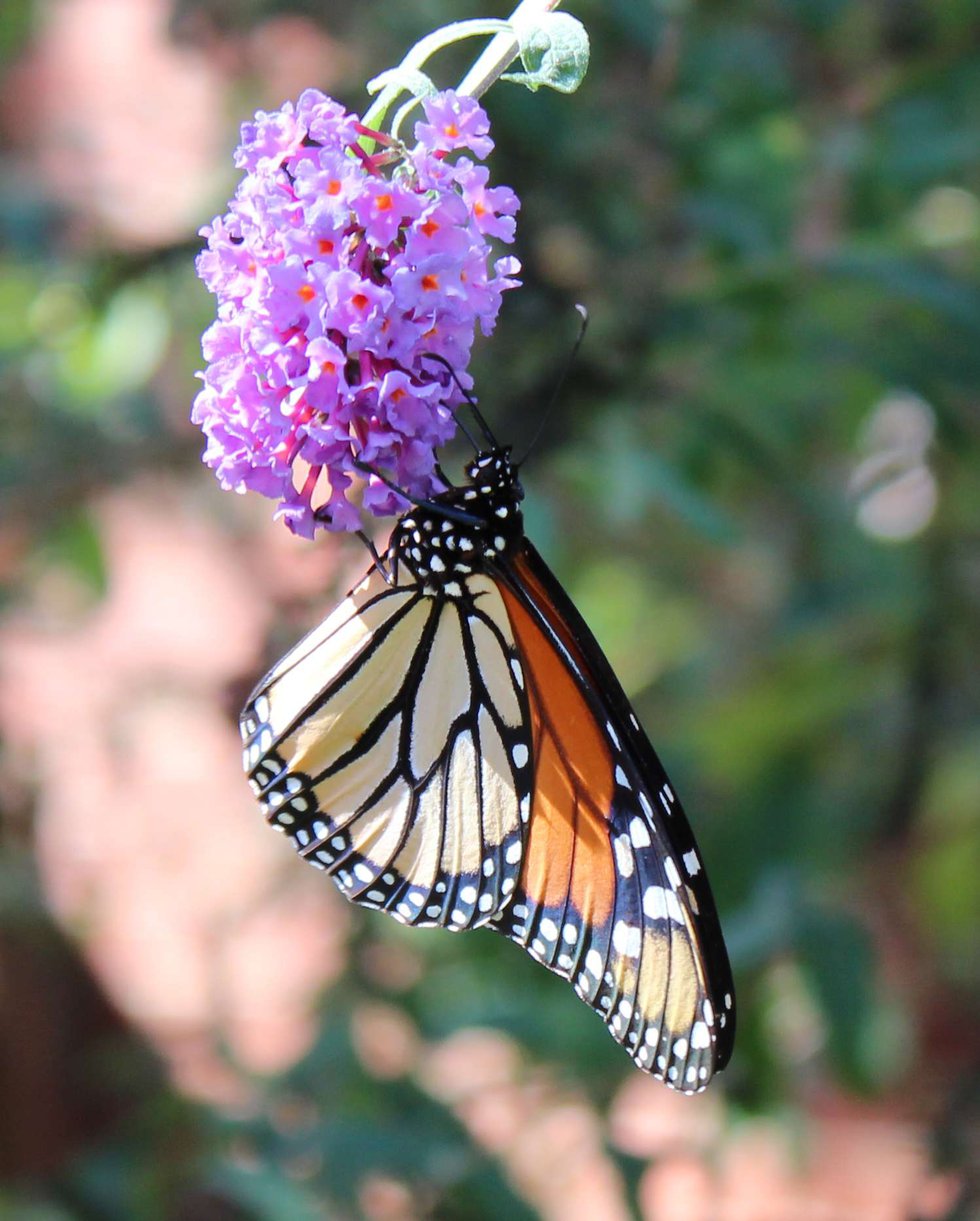 The Mystery and Magic of Monarchs